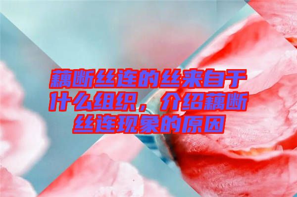 藕斷絲連的絲來自于什么組織，介紹藕斷絲連現(xiàn)象的原因