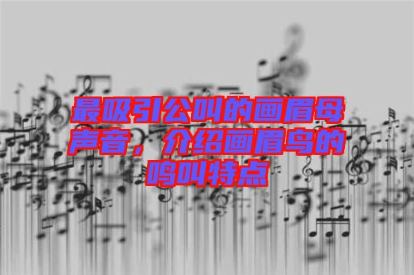 最吸引公叫的畫(huà)眉母聲音，介紹畫(huà)眉鳥(niǎo)的鳴叫特點(diǎn)