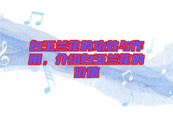 白玉蘭花的功效與作用，介紹白玉蘭花的價(jià)值