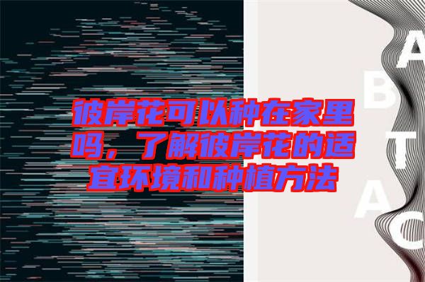 彼岸花可以種在家里嗎，了解彼岸花的適宜環(huán)境和種植方法