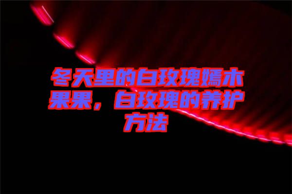 冬天里的白玫瑰嫣木果果，白玫瑰的養(yǎng)護方法