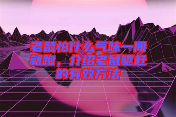 老鼠怕什么氣味一聞就跑，介紹老鼠驅趕的有效方法