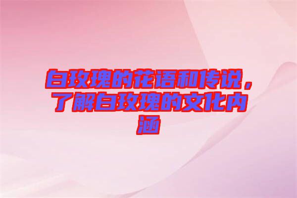 白玫瑰的花語(yǔ)和傳說(shuō)，了解白玫瑰的文化內(nèi)涵