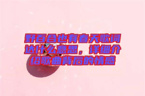 野百合也有春天歌詞達(dá)什么意思，詳細(xì)介紹歌曲背后的情感