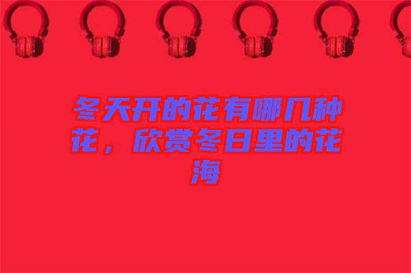 冬天開的花有哪幾種花，欣賞冬日里的花海