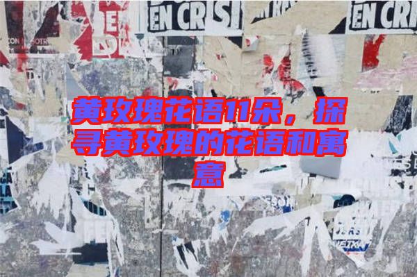 黃玫瑰花語11朵，探尋黃玫瑰的花語和寓意