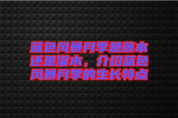 藍(lán)色風(fēng)暴月季是藤本還是灌木，介紹藍(lán)色風(fēng)暴月季的生長(zhǎng)特點(diǎn)