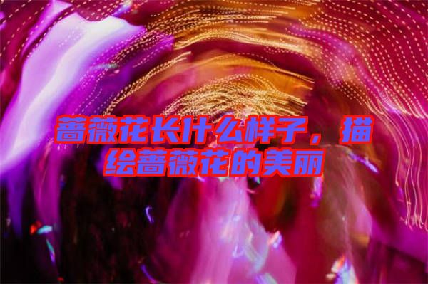 薔薇花長(zhǎng)什么樣子，描繪薔薇花的美麗