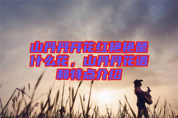 山丹丹開(kāi)花紅艷艷是什么花，山丹丹花語(yǔ)和特點(diǎn)介紹