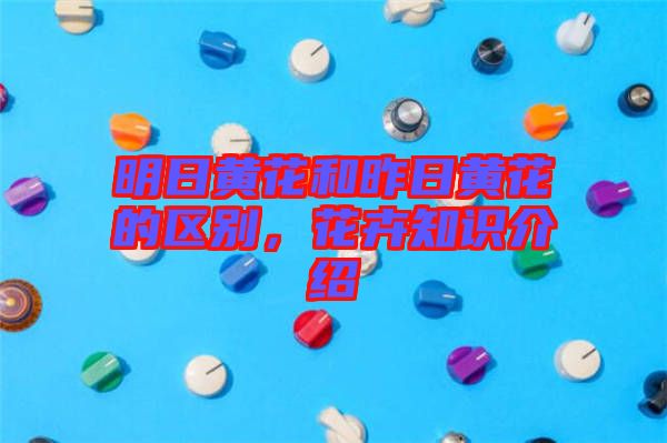 明日黃花和昨日黃花的區(qū)別，花卉知識介紹